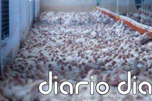 CyL registra tres nuevos focos de enfermedad de Newcastle con 300.000 aves afectadas en la provincia de Valladolid