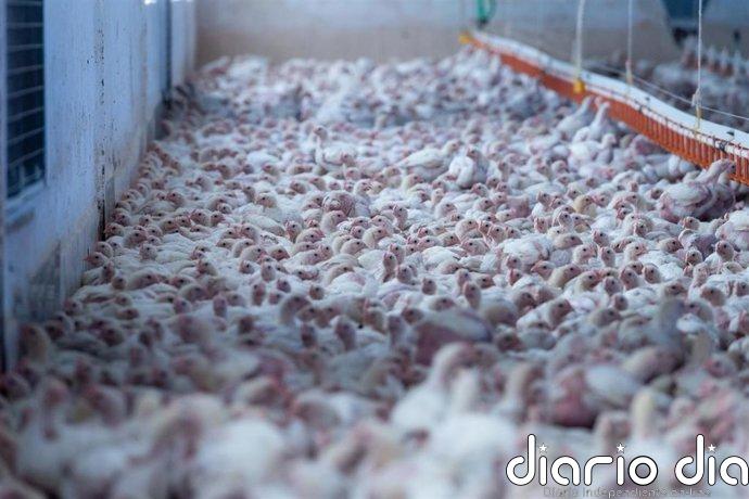 CyL registra tres nuevos focos de enfermedad de Newcastle con 300.000 aves afectadas en la provincia de Valladolid