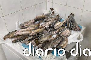 Decomisan 11 kilos de truchas ilegales en un restaurante en Silleda