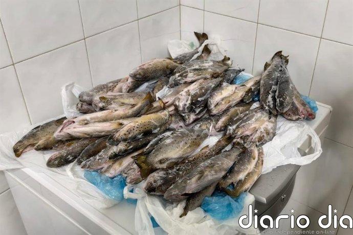 Decomisan 11 kilos de truchas ilegales en un restaurante en Silleda