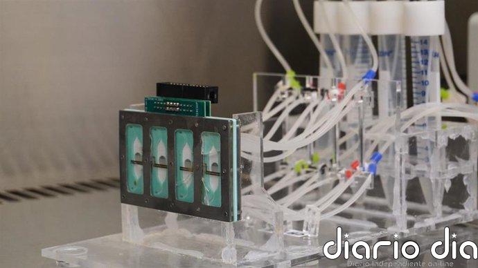 Desarrollan un "corazón en un chip" para mejorar la evaluación de la cardiotoxicidad de fármacos