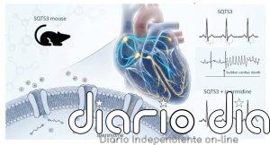 Desarrollan una estrategia en ratones para prevenir arritmias asociadas al síndrome de QT corto tipo 3