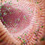 Desarrollan una terapia con virus que reduce la inflamación intestinal sin dañar la microbiota