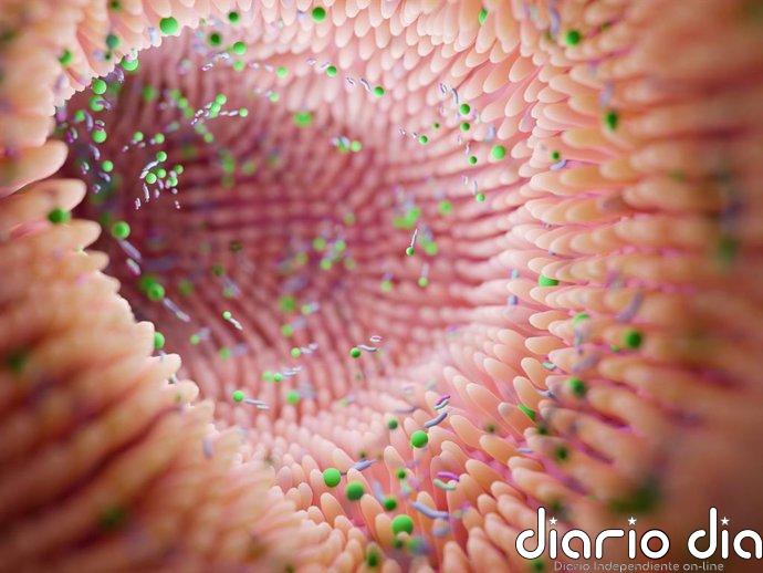 Desarrollan una terapia con virus que reduce la inflamación intestinal sin dañar la microbiota