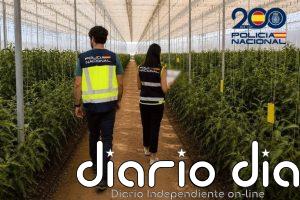 Descubierto en Almería un fraude de medio millón de euros a la Seguridad Social con una red de empresas agrícolas