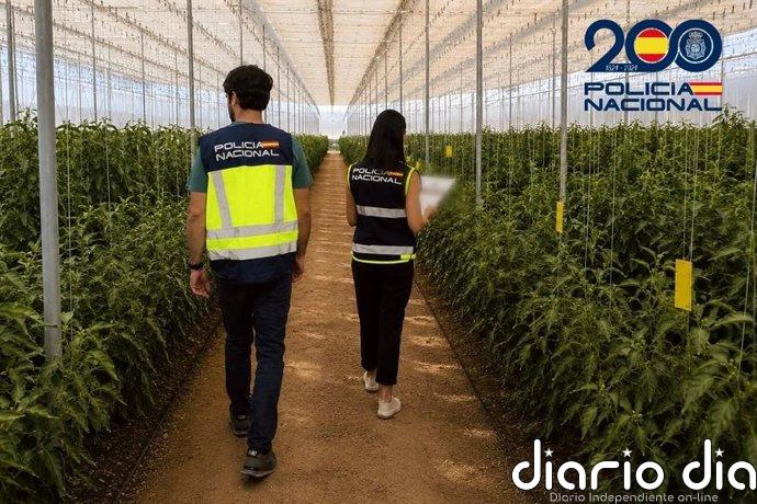 Descubierto en Almería un fraude de medio millón de euros a la Seguridad Social con una red de empresas agrícolas
