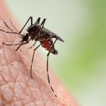 Descubren el arma de los mosquitos para resistir los insecticidas