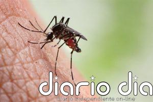 Descubren el arma de los mosquitos para resistir los insecticidas