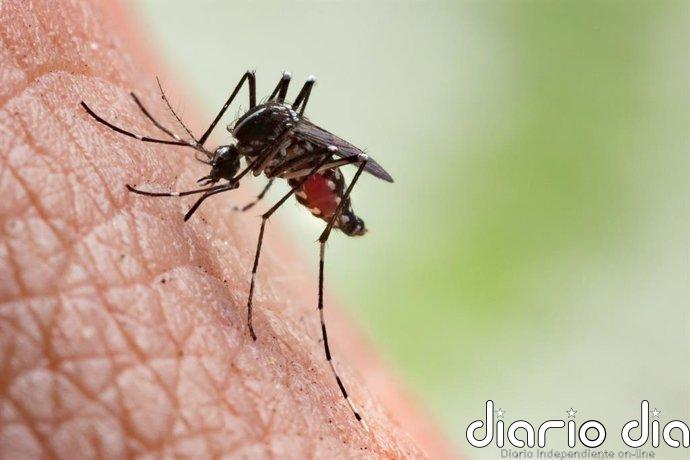 Descubren el arma de los mosquitos para resistir los insecticidas
