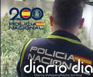 Desmanteladas tres plantaciones indoor de marihuana en la barriada Palmete de Sevilla con dos detenidos