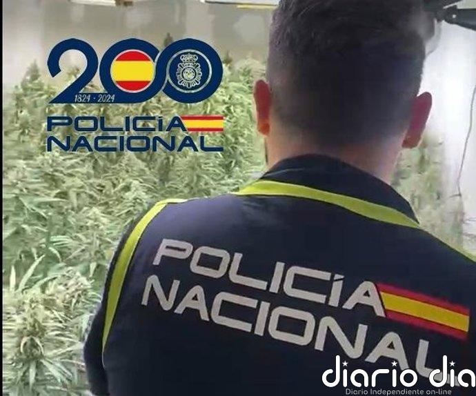Desmanteladas tres plantaciones indoor de marihuana en la barriada Palmete de Sevilla con dos detenidos
