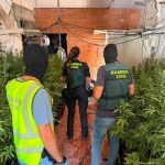 Desmantelado un cultivo con casi 740 plantas de marihuana en Baños de la Encina (Jaén) con dos detenidos