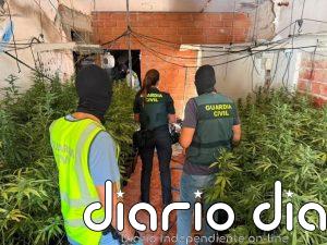 Desmantelado un cultivo con casi 740 plantas de marihuana en Baños de la Encina (Jaén) con dos detenidos