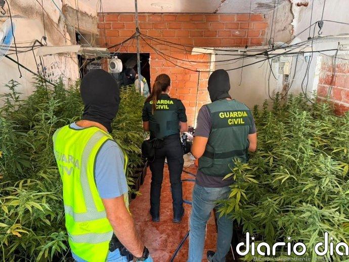 Desmantelado un cultivo con casi 740 plantas de marihuana en Baños de la Encina (Jaén) con dos detenidos