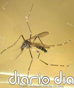 Detectada la presencia de mosquito tigre en A Coruña, que se suma a 12 ayuntamientos de Pontevedra
