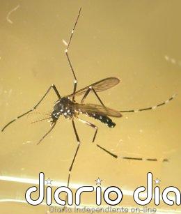 Detectada la presencia de mosquito tigre en A Coruña, que se suma a 12 ayuntamientos de Pontevedra