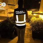 Detenido por cultivar más de un centenar de plantas de marihuana en su casa en Son Gotleu