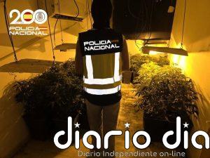 Detenido por cultivar más de un centenar de plantas de marihuana en su casa en Son Gotleu