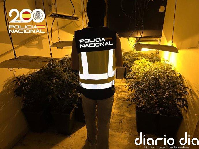 Detenido por cultivar más de un centenar de plantas de marihuana en su casa en Son Gotleu