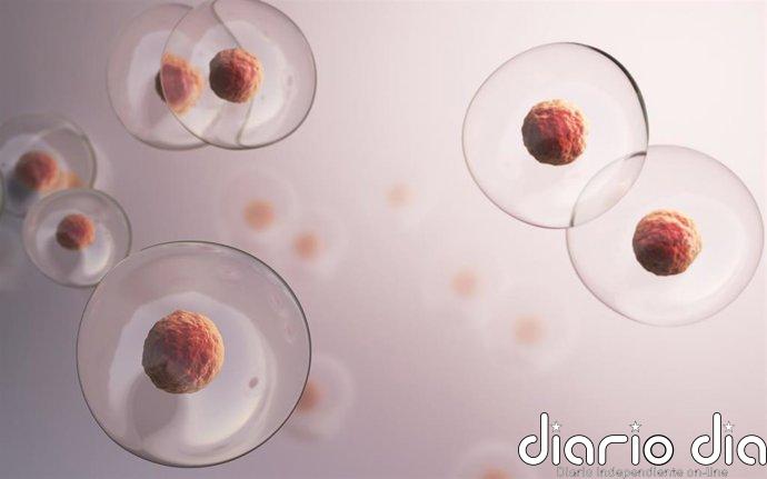 Editar una sola letra del ADN en embriones humanos revela un gen clave para empezar a formar el cuerpo
