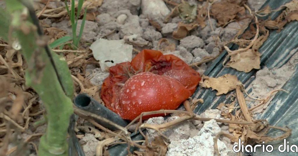 El calor extremo podría llegar a cambiar los cultivos en España