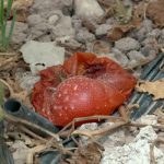 El calor extremo podría llegar a cambiar los cultivos en España