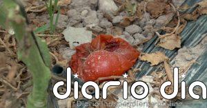 El calor extremo podría llegar a cambiar los cultivos en España