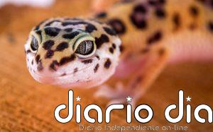 El gecko 'lemon frost, el pequeño lagarto que puede ayudar a entender los tumores humanos
