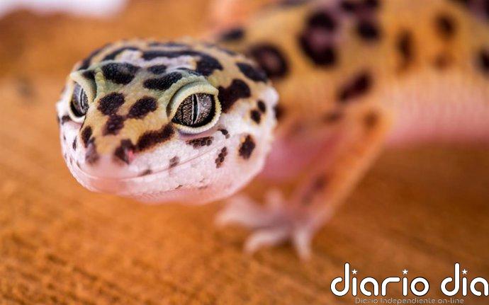 El gecko 'lemon frost, el pequeño lagarto que puede ayudar a entender los tumores humanos