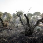 El Gobierno prevé más evacuaciones por los incendios de Madrid, Ávila y Toledo