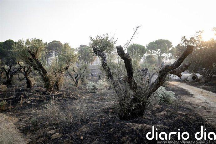 El Gobierno prevé más evacuaciones por los incendios de Madrid, Ávila y Toledo