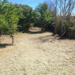 El Govern limpia 6,7 kilómetros de cauces de los torrentes y acequias de Mallorca durante el mes de junio