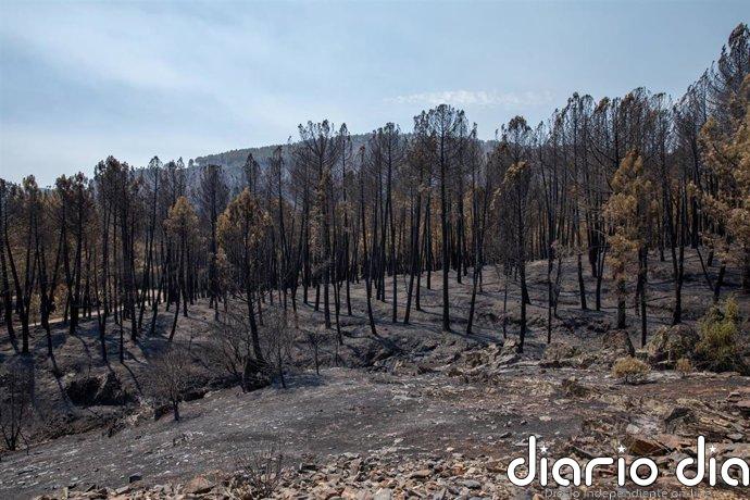 El incendio de La Mierla sigue sin estar estabilizado aún y los esfuerzos se centran en el sector noroeste