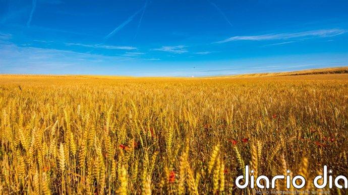 El precio mundial de los alimentos bajó un 0,3% en junio, según FAO
