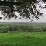 El tiempo en Extremadura para hoy jueves, 16 de julio de 2026