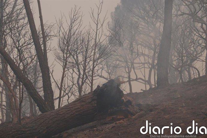 Euskadi envía 18 vehículos y 42 efectivos más para la extinción de los incendios de Madrid, Ávila y Toledo