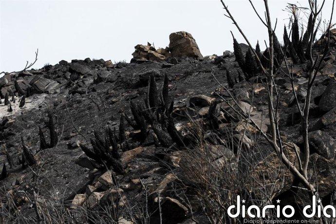 Extinguido el incendio de Los Gallardos (Almería) tras dos semanas con 13 fallecidos y 5.200 hectáreas calcinadas
