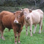 Ganadería y Federación de Criadores firman un convenio para la promoción de las razas bovinas cárnicas