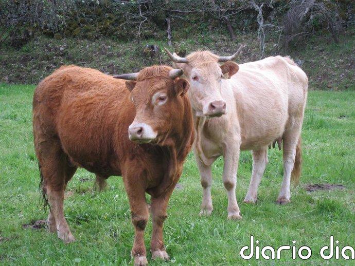 Ganadería y Federación de Criadores firman un convenio para la promoción de las razas bovinas cárnicas