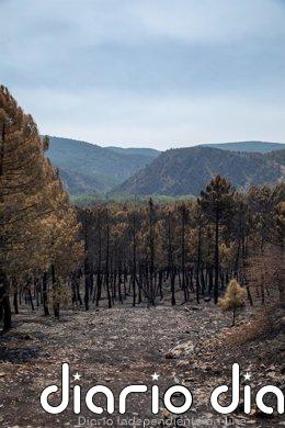 Gobierno C-LM espera plantear "pronto" soluciones para el sector turístico afectado por los incendios