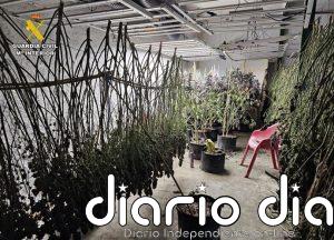 Guardia Civil de Albacete detiene a seis personas y desmantela una plantación de cannabis sativa en Munera