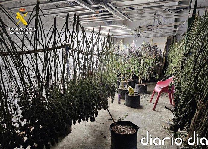 Guardia Civil de Albacete detiene a seis personas y desmantela una plantación de cannabis sativa en Munera