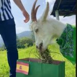 Hugo, la cabra viral que predijo el pase de España a los cuartos de final del Mundial