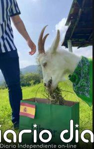 Hugo, la cabra viral que predijo el pase de España a los cuartos de final del Mundial