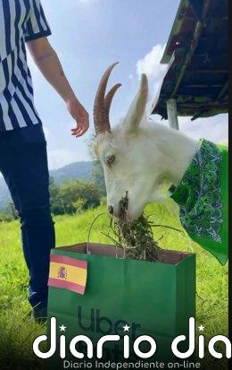 Hugo, la cabra viral que predijo el pase de España a los cuartos de final del Mundial Hugo, la cabra viral de Uber Eats que predijo el pase de España a los cuartos de final del Mundial de fútbol de 2026.