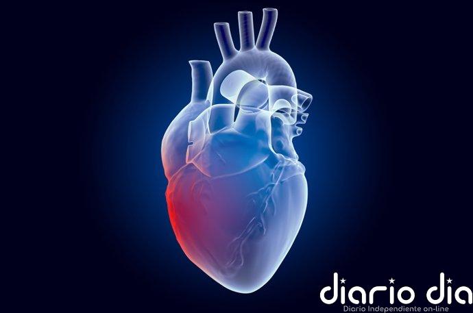 Identifican un mecanismo molecular implicado en la miocardiopatía hipertrófica