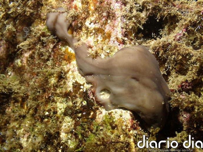Identifican una esponja mediterránea como "aliada" para recuperar vida marina en puertos degradados