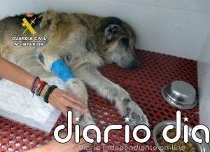 Investigan en Mazarrón al propietario de dos perros por presunto maltrato animal