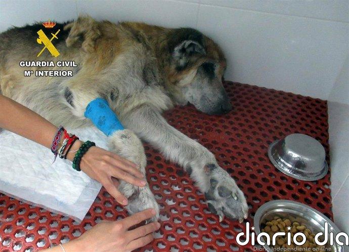 Investigan en Mazarrón al propietario de dos perros por presunto maltrato animal