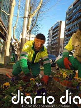 La ciudad de Jaén sumará más de 700 nuevos árboles antes de final de año